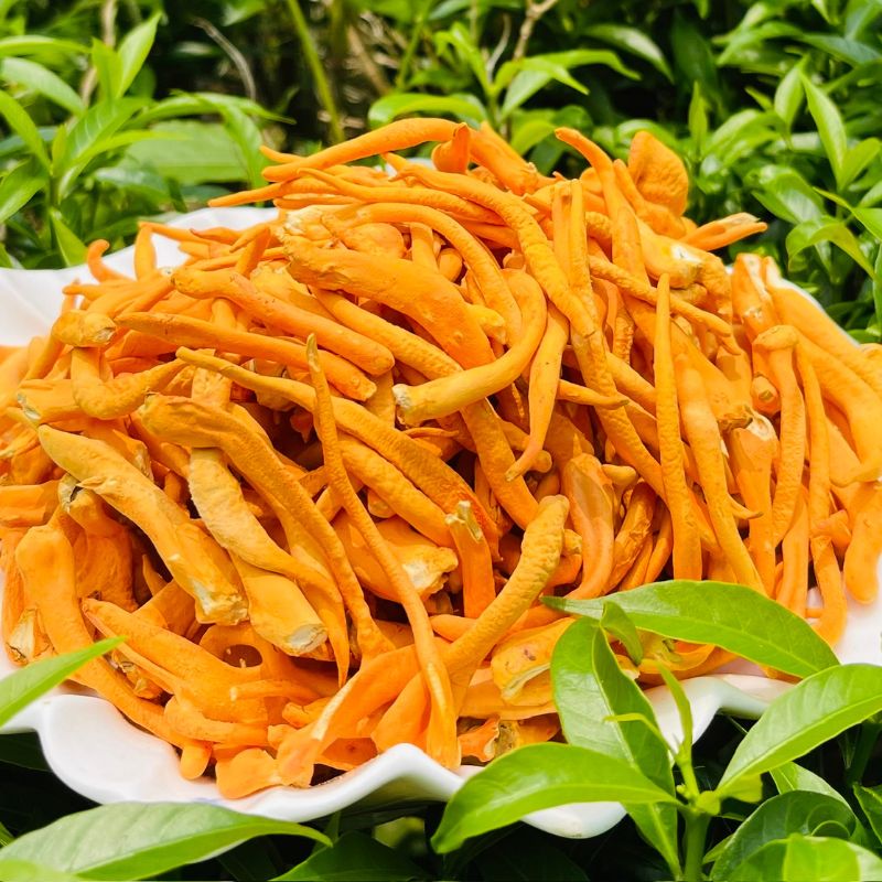 Nấm Đông Trùng Hạ Thảo *Chìa khóa cho sự khỏe mạnh và chống lão hóa*