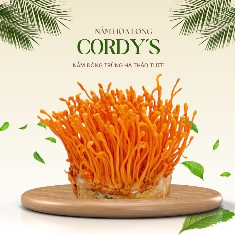 cordyceps militaris