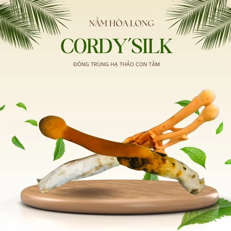 Cordy'Silk - Nấm Đông Trùng Hạ Thảo Con Tằm - Ảnh 3