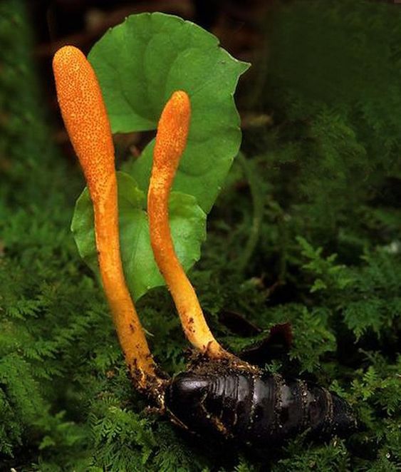 Nấm đông trùng hạ thảo tự nhiên