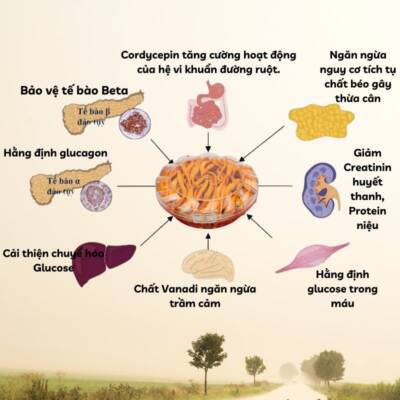 Cordycepin