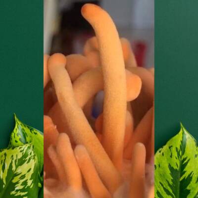 Nấm đong trùng hạ thảo